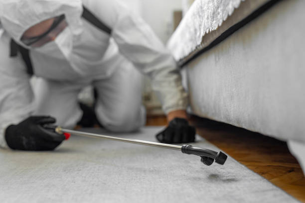 Professional Bed Bug Control technician working in Freeport, TX